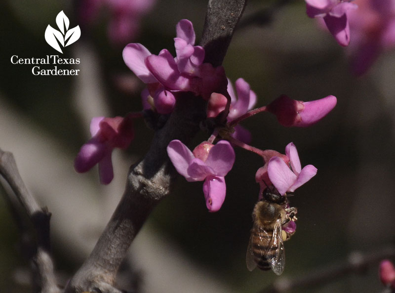 bee on Mexican redbud Central Texas Gardener 