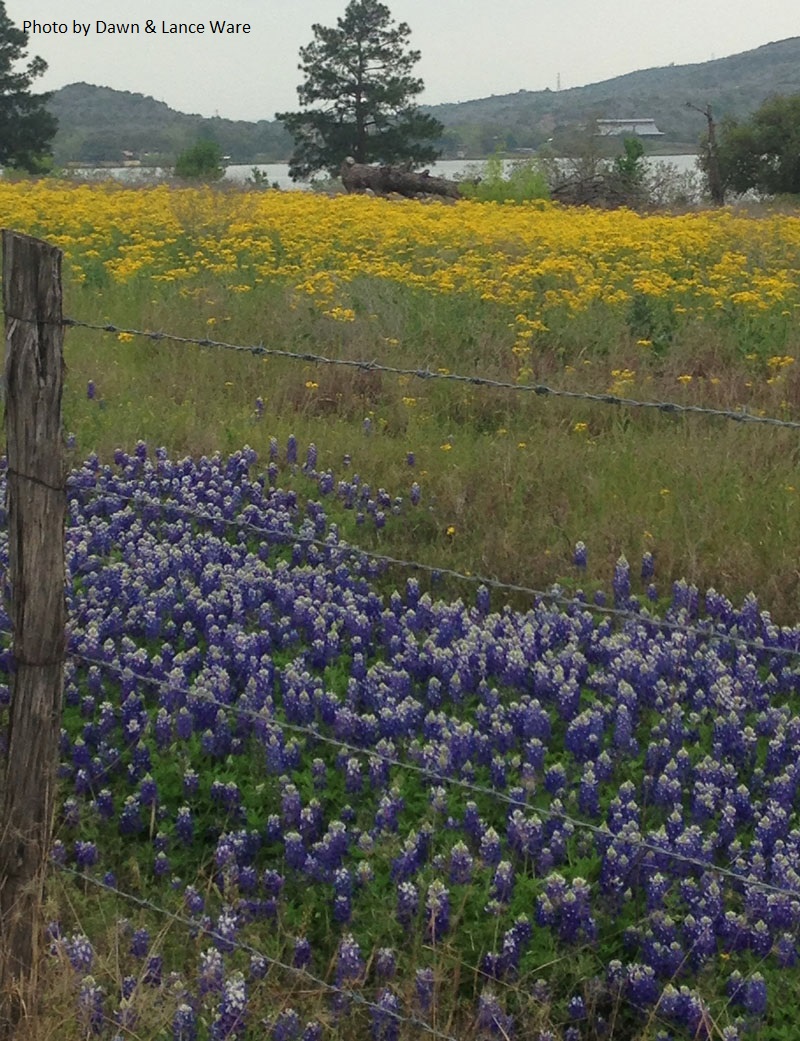 Texas bluebonnet fields Cemtral Texas Gardener 