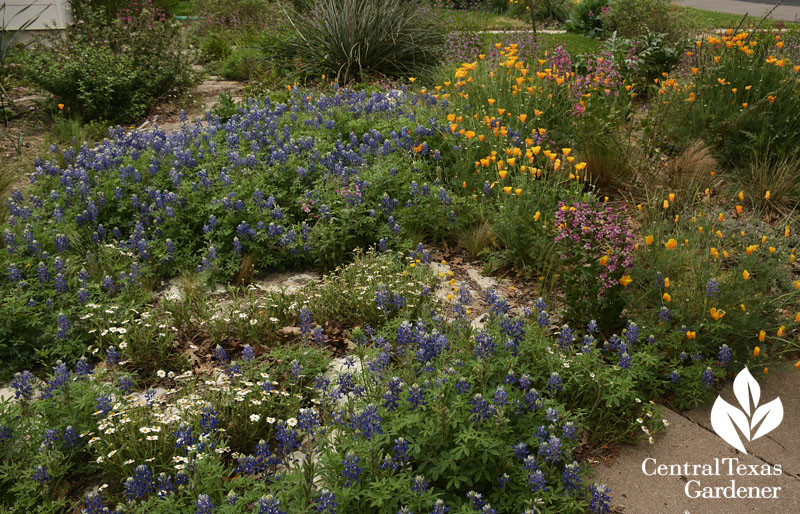 front yard wildflower garden Central Texas Gardener 