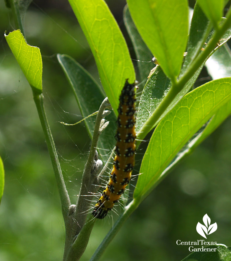Genista caterpillar on mountain laurel Central Texas Gardener 