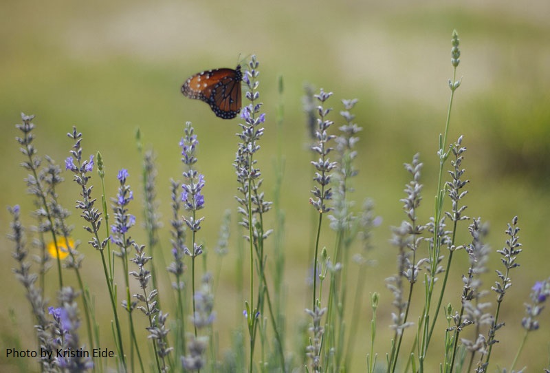 Queen butterfly on Provence lavender 