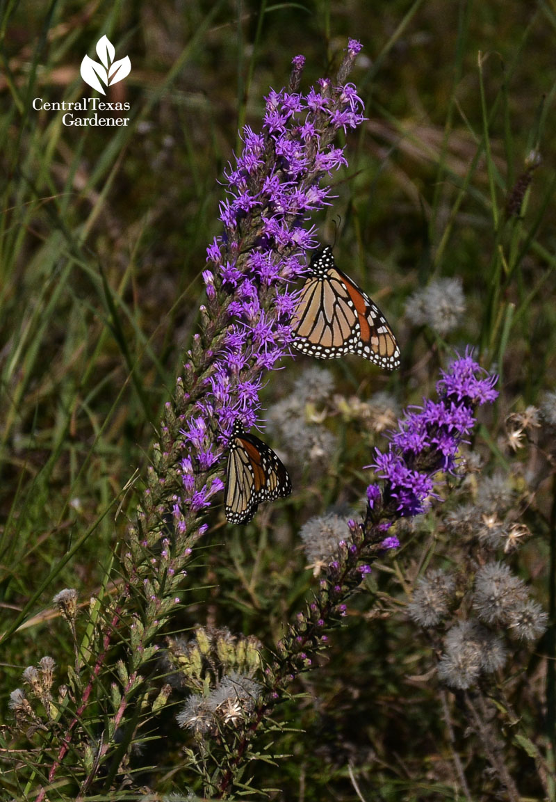 Monarch butterfly on native liatris central texas prairie