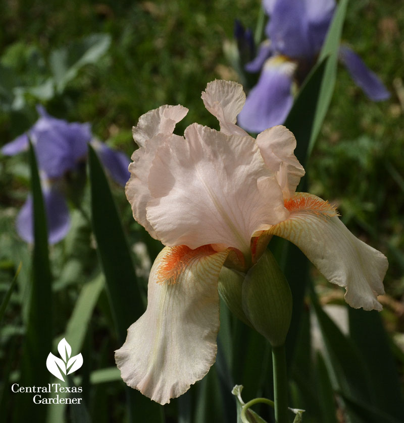 peach and lavender bearded iris Central Texas Gardener 