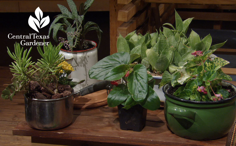 salvaged containers for cute plant pots central texas gardener