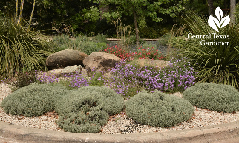 salvia santolina purple verbena front yard garden Central Texas Gardener 