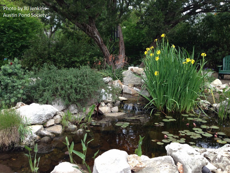 small pond design central texas gardener