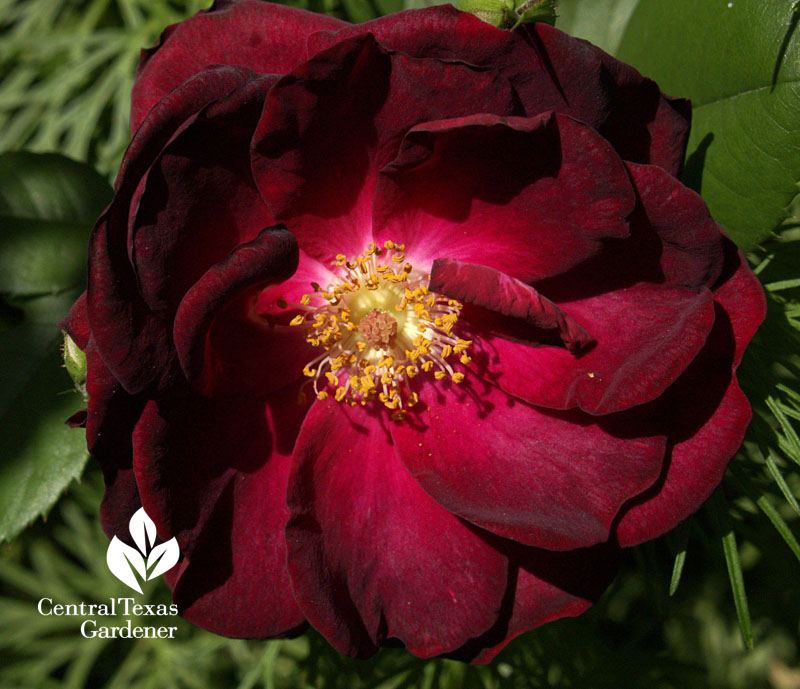Dr. Huey rose rootstock why  grafted roses change color