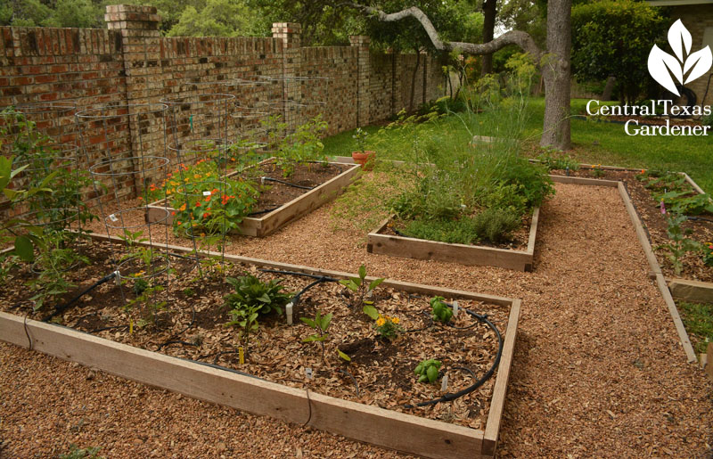 charming vegetable bed design replaces lawn Central Texas Gardener