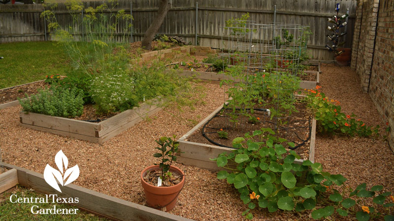 cute vegetable bed design central texas gardener