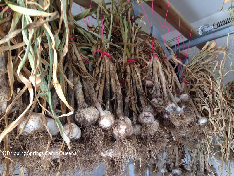 hanging garlic to dry Dripping Springs Garlic