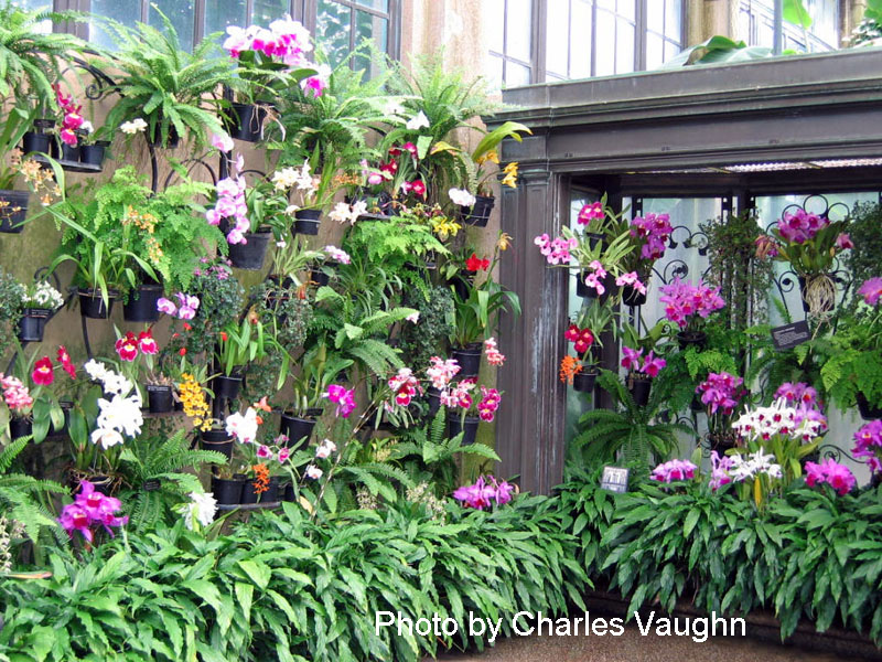 Longwood Gardens orchid house 