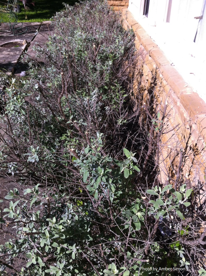 cenizo  Texas sage pruned incorrectly Central Texas Gardener