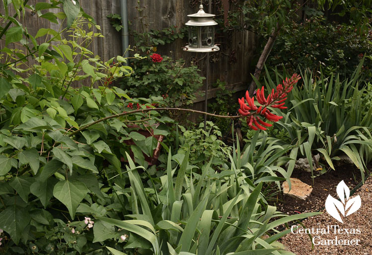 Native coralbean for hummingbirds Central Texas Gardener