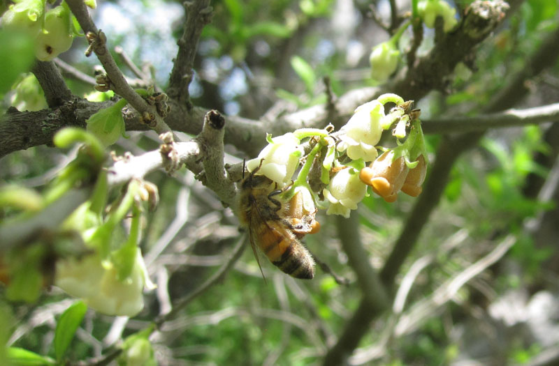 bee on Texas persimmon flower web
