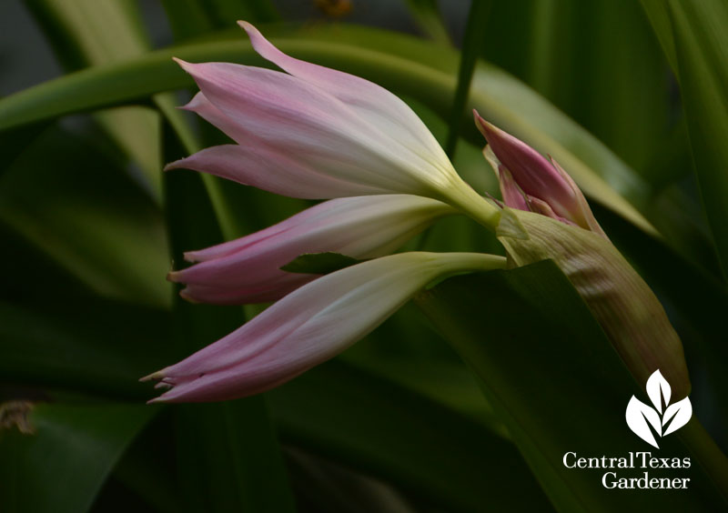 pink crinum lily in bud central texas gardener