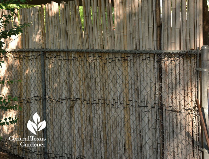 bamboo covering chain link fence Central Texas Gardener