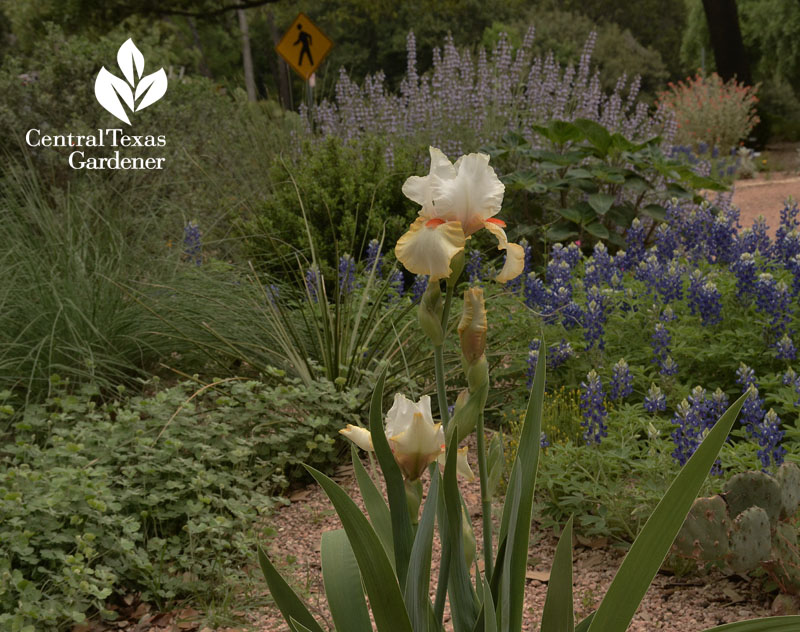 Iris and bluebonnets Rollingwood City Hall Central Texas Gardener
