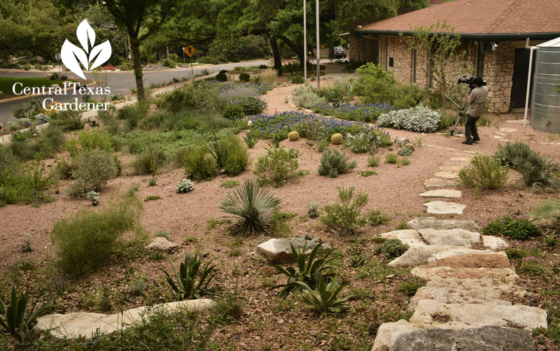 Rollingwood City Hall garden from above Central Texas Gardener