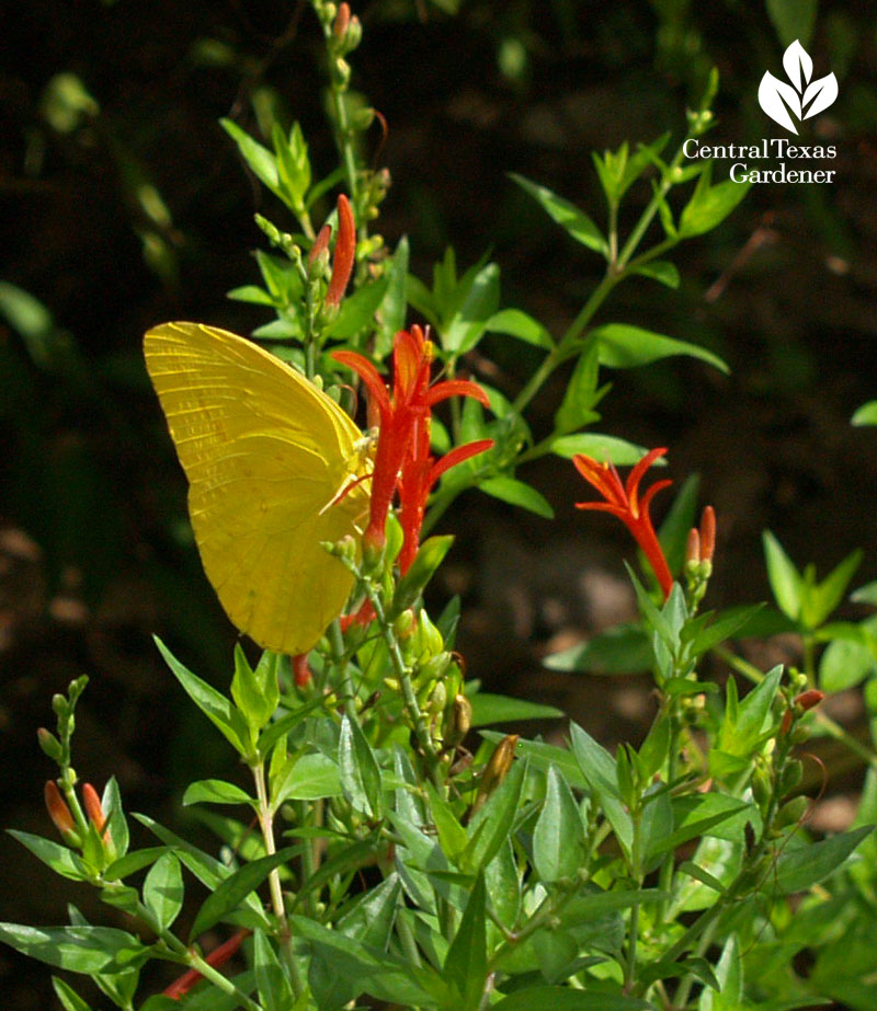 Sulphur butterfly on flame acanthus Central Texas Gardener