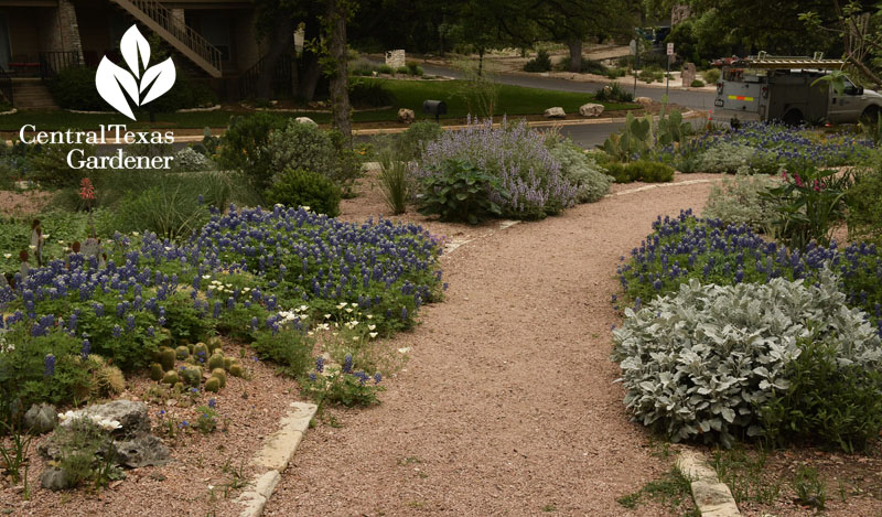 blue and silver bordered path Rollingwood City Hall Central Texas Gardener