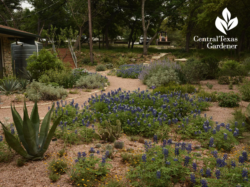 bluebonnets path Rollingwood City Hall Central Texas Gardener