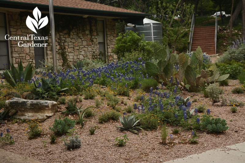 berms and granite for drought plants Central Texas Gardener