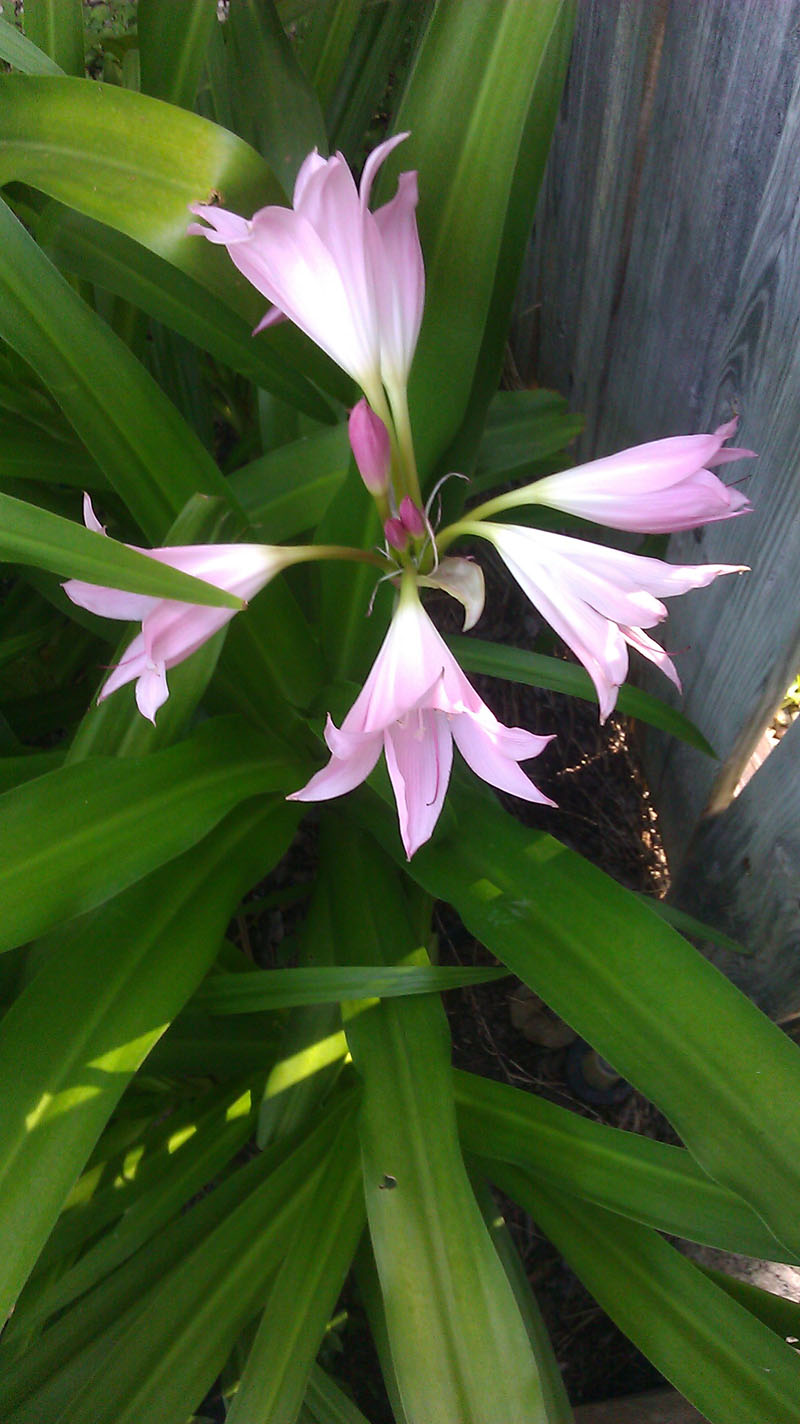 Crinum lily, Linda Ofshe | Central Texas Gardener