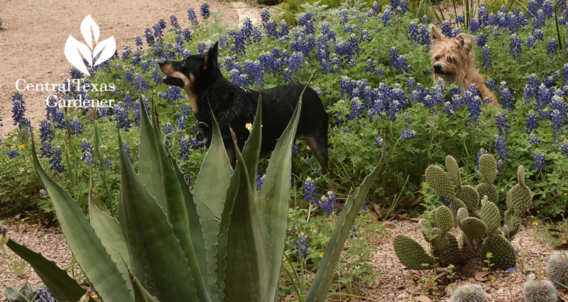 dogs in  bluebonnets Rollingwood City Hall Central Texas Gardener