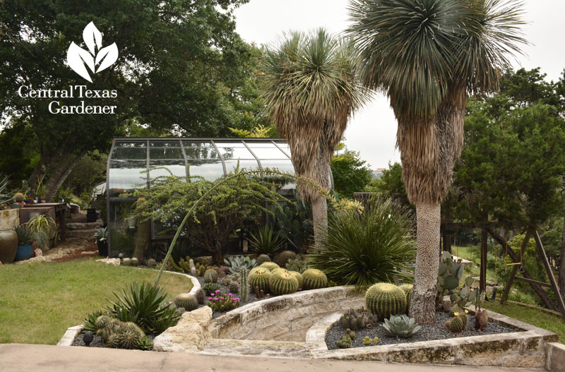 greenhouse succulent beds yucca rostrata Pavlat Central Texas Gardener 