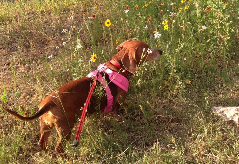 doxie checking out wildflowers 