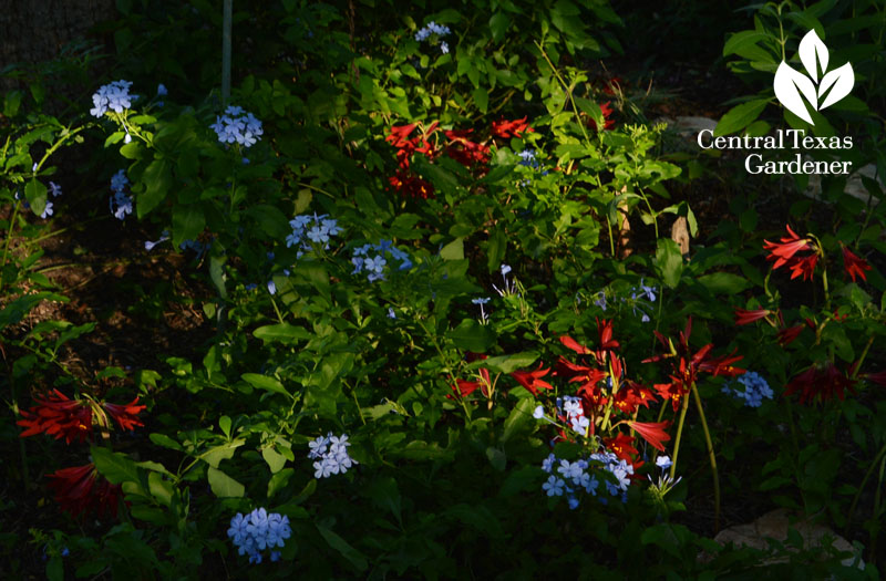 oxblood lilies blue plumbago Central Texas Gardener