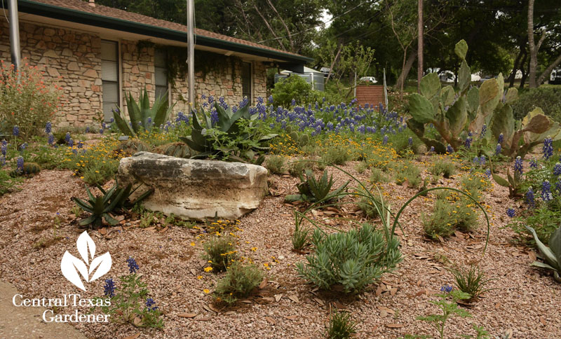 no lawn Rollingwood City Hall garden Central Texas Gardener