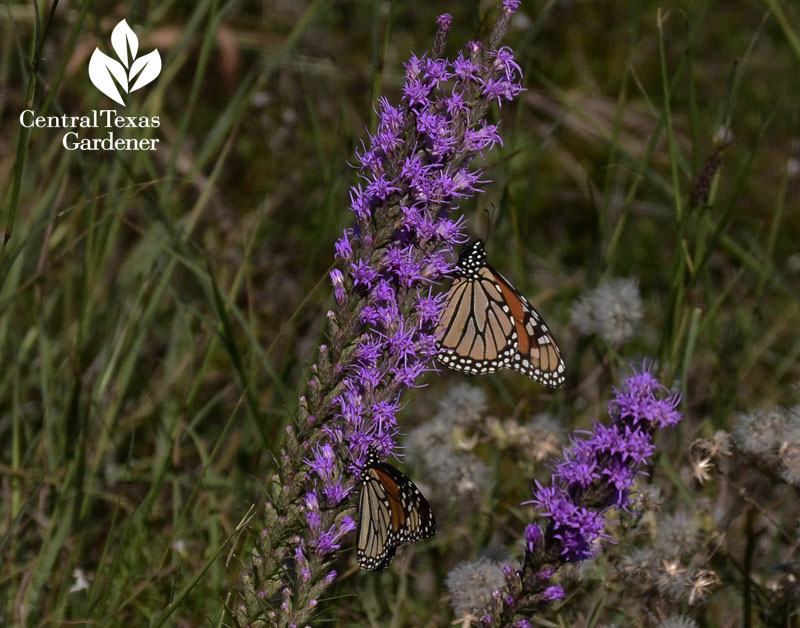 Monarch butterfly on liatris Central Texas Gardener