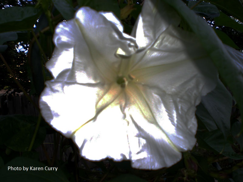 annual moonflower Central Texas Gardener