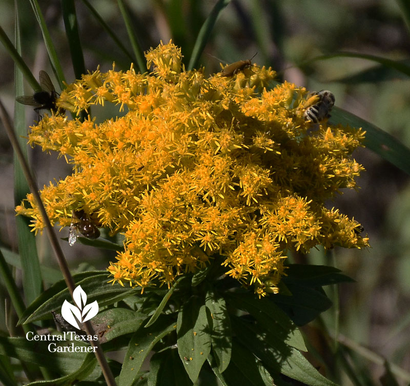 bee on native goldenrod wildflower Central Texas Gardener