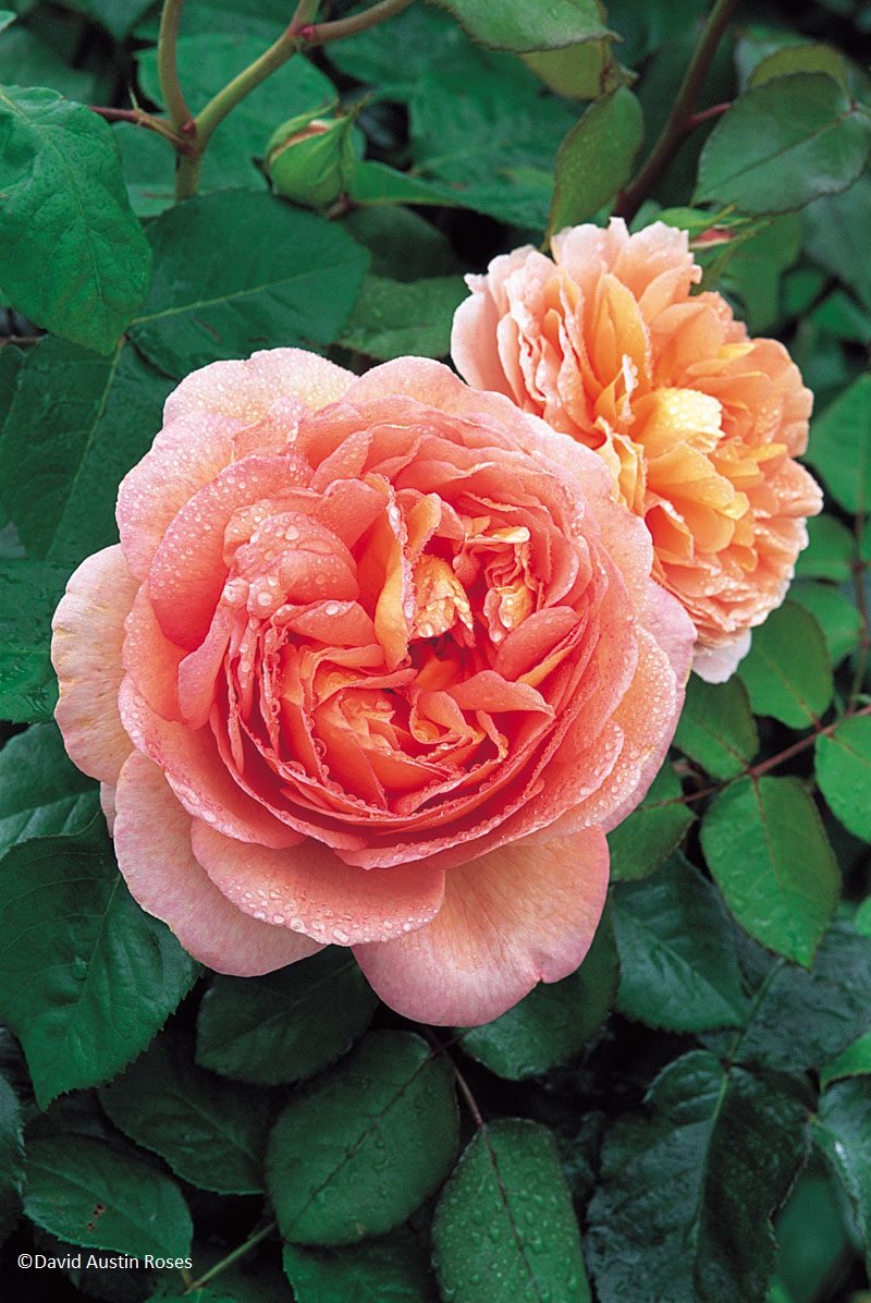 'Abraham Darby' is one of the most splendid of all David Austin Roses. Its very large cup-shaped flowers are apricot and yellow at first, becoming tinted with pink over time. The bush is well-rounded with vigorous, healthy growth and hardiness. It grows to 5 ft tall by 5 ft wide or 8 ft as a climber. Its fruity fragrance is strong and rich with a refreshing sharpness. It is an excellent repeat-bloomer. (David Austin 1985, Auscot).