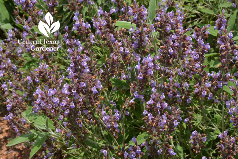 Newe Ya'ar sage flowers Central Texas Gardener