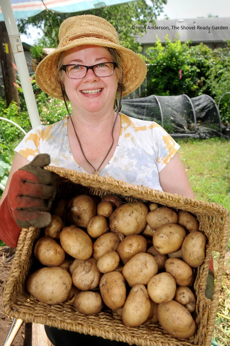 Caroline Homer harvesting potatoes