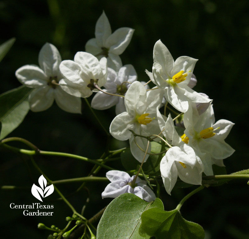 white blooming evergreen potato vine Central Texas Gardener