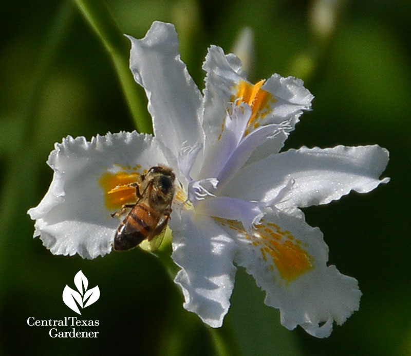 Iris nada and bee Central Texas Gardener