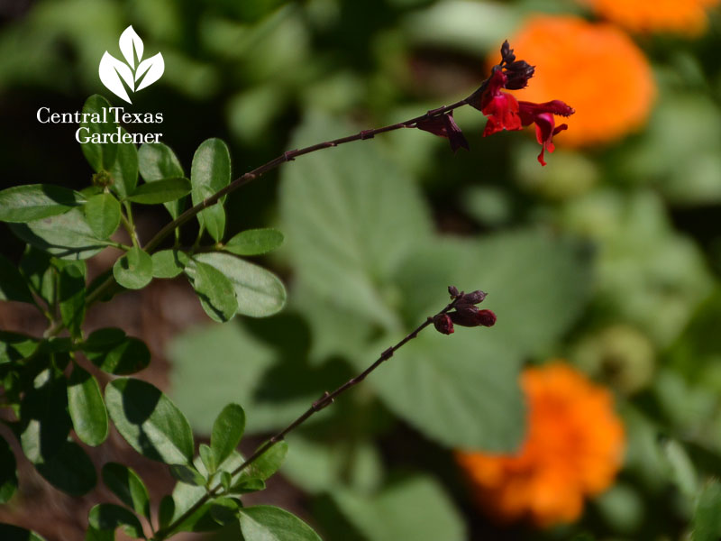 Salvia greggii and calendula nice duo Central Texas Gardener