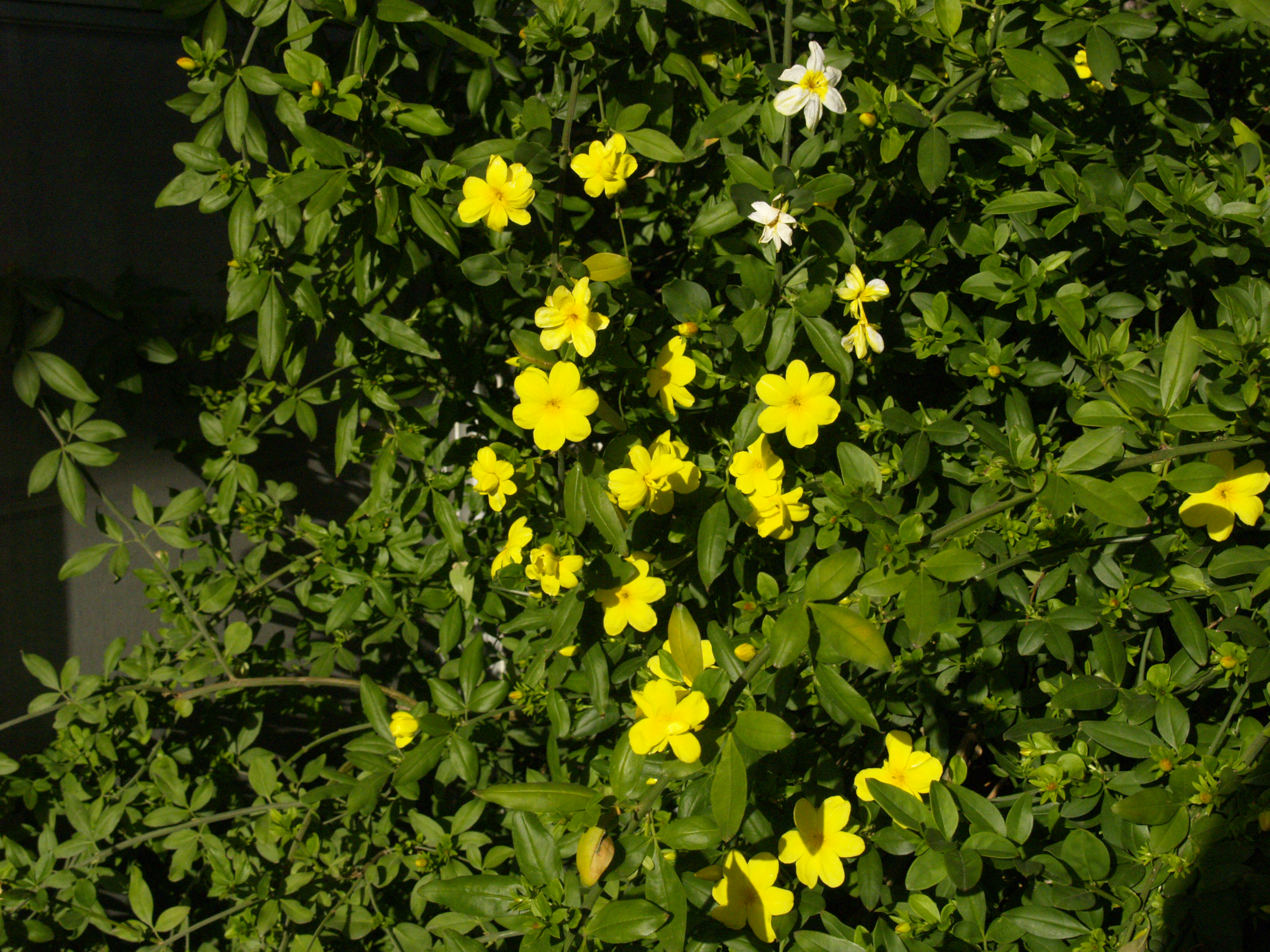 primrose jasmine Central Texas Gardener