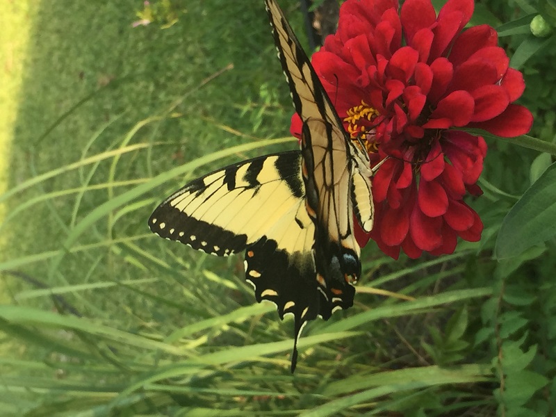Eastern Tiger Swallowtail Rusty Brindle CTG