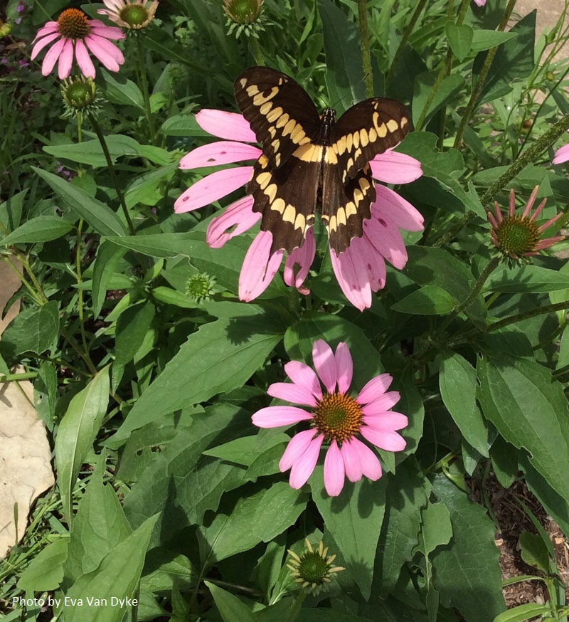 Giant Swallowtail on coneflower Central Texas Gardener