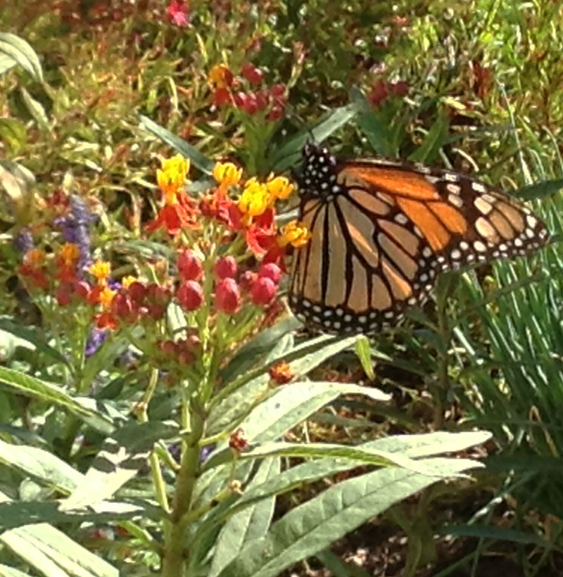 Monarch butterfly Rob Seiler  CTG