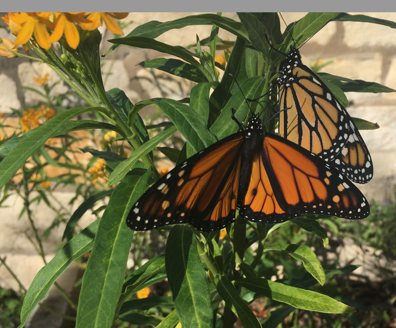 Monarch butterfy Robyn Squyres CTG