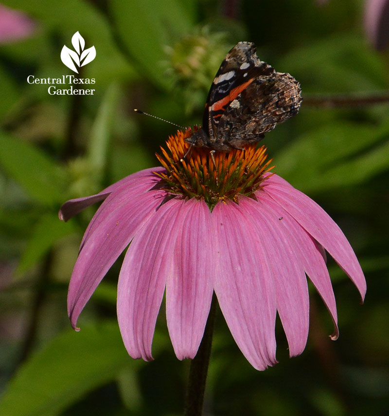 Red Admiral butterfly on coneflower Central Texas Gardener