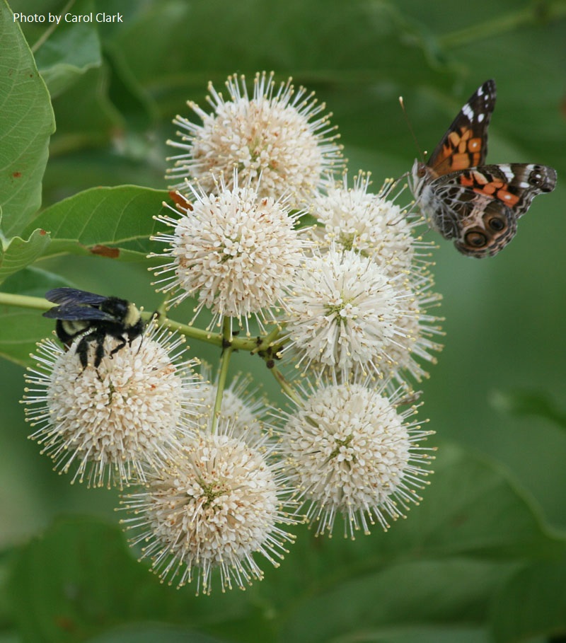 buttonbush bee and Red Admiral Central Texas Gardener