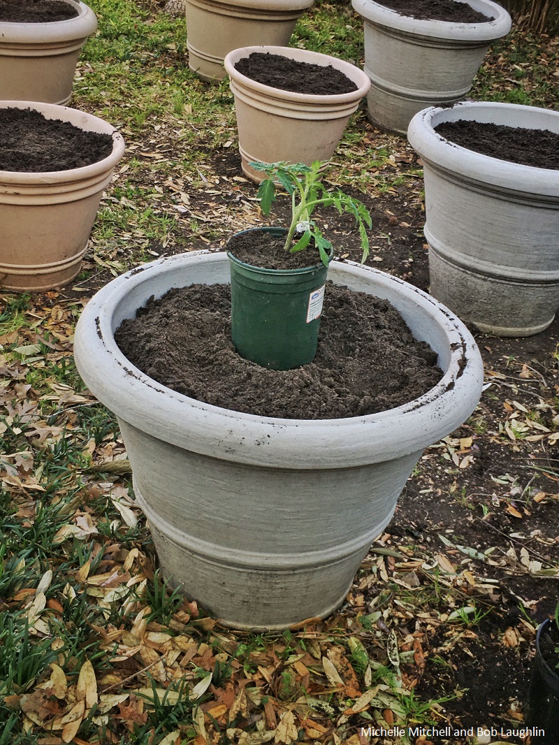tomato plant trick Central Texas Gardener