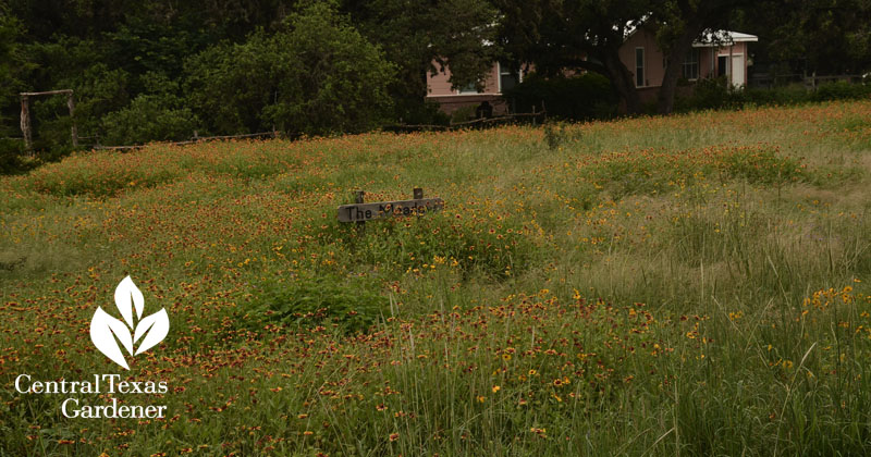 wildflower pocket prairie Central Texas Gardener